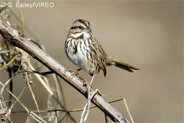 Song Sparrow